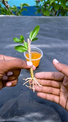 🌺 How to Sow Roots. Propagating Periwinkle Plants 🌺