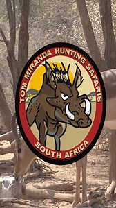 Impala with a bow! #tommirandasafaris #africa #bowhuntingafrica #bowhuntingsafari #tommirandaofficial | Tom Miranda Hunting Safaris