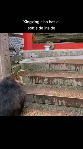 Heartwarming Friendship Between Monkey and Cat | 2024 Update