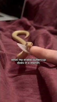 Buttercup is a VERY Busy Snake #pets #snake #animals #reptiles #cuteanimals