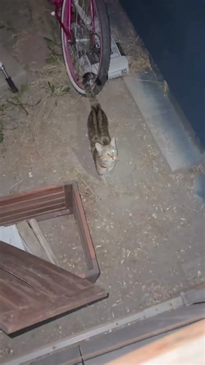 UPDATE: SUMMIT WAS FOUND safe and sound on 7/12 💛 update video posted with how he was found!