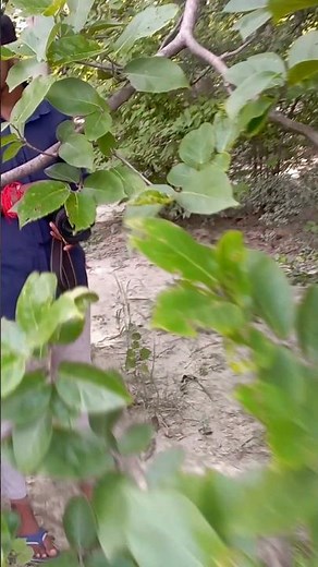 Nikon wildlife photography || nikon d850 sports photography settings || #photography #birds #shorts