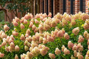 Limelight Hydrangea Shrubs vs. Limelight Hydrangea Trees