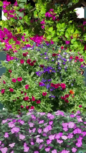 Vibrant Garden Blooms: Flower and Plant Display