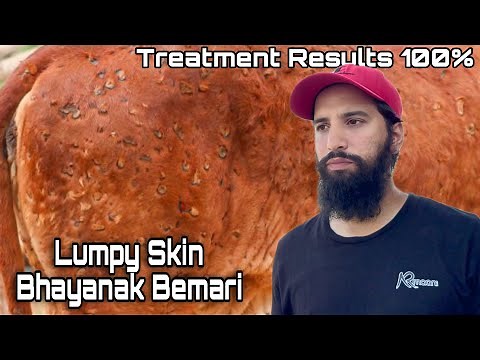 Lumpy Skin Disease 🦠 Symptoms And Treatment | AR Maani
