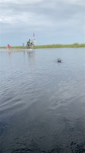 Private airboat tours give you the freedom to slow down, explore deeper, and experience the Everglades on your own terms. On this private Everglades airboat tour, we caught an incredible alligator sighting out in the wild. No crowds, no rush, just raw Everglades scenery, wildlife encounters, and a personalized airboat adventure through one of the most unique ecosystems in the world. #PrivateAirboatTour #EvergladesAirboatTour #EvergladesHolidayPark #EvergladesAdventure #AlligatorSighting #Florida