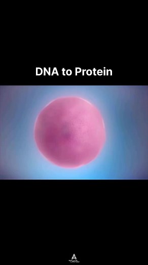 DNA to Protein - The process of converting DNA to protein involves two main steps: transcription and translation. During transcription, a segment of DNA is copied into messenger RNA (mRNA) in the nucleus. In eukaryotes, this mRNA is processed by adding a 5’ cap, a poly-A tail, and splicing out introns. The mRNA then travels to the cytoplasm, where translation occurs at the ribosome. Here, transfer RNA (tRNA) molecules match their anticodons to the mRNA codons, adding specific amino acids to the 