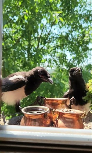 Die Elstern 💙🖤🤍 #elstern #elster #vogel #bird #birds
