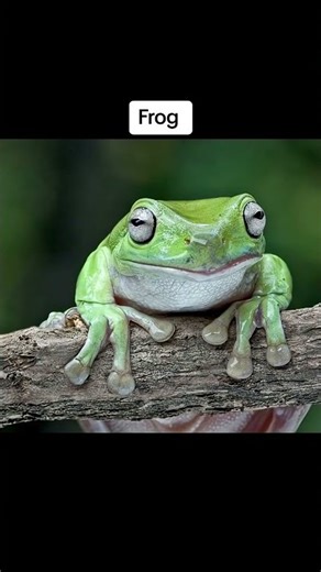 how different animals yawn #funny #memes #animals #fypシ゚viral