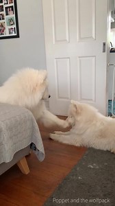 5.3M views · 10K reactions | It’s here! Teddy’s best Boops compilation showcasing some of his very best boops over his lifetime. Please enjoy and don’t forget to leave a rating on the quality of boops  Music: Mai Tai Musician: Jeff Kaale | Poppet and the Wolf Pack | Facebook