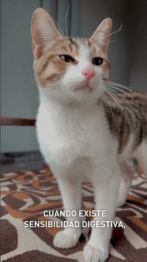 Healthy digestion for your cat with Royal Canin