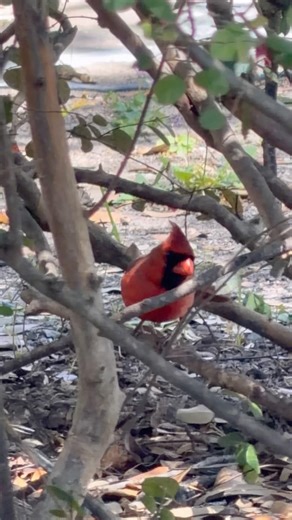Northern cardinal |male bird | #shorts #youtubeshorts #birds