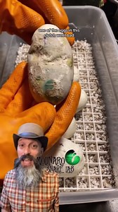 They are here! These pythons are so beautiful!