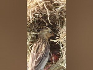 birdspotting birdslover birdwatch wildlife birdwatching nature birdsounds bird