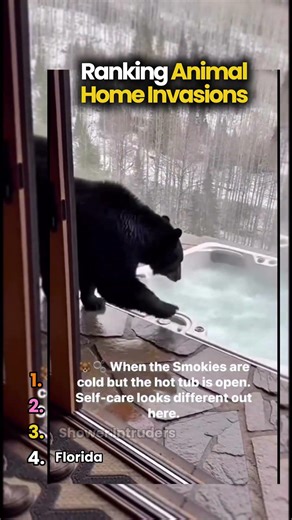 Ranking Animal Home Invasions #funny