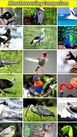 Most Interesting Comparison #shorts