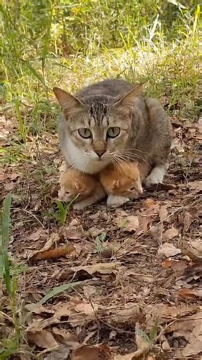 1.1M views · 36K reactions | A Mother Cat vs a Snake — How Far Will...
