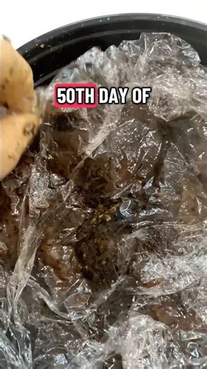 Day 50 of starting my worm farm. #wormfarm #worms