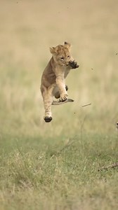 Roaring memories in the heart of Africa 🦁 Witnessed the majestic Lion King in the wild on a thrilling safari adventure. #AfricanSafari #KingOfTheJungle #tanzaniainsideandsafari | Tanzania Inside and Safari