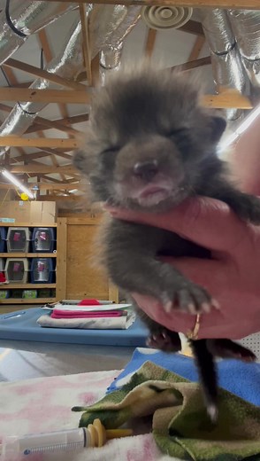 315K views · 10K reactions | Burping a red fox.殺 | Wild Heart Ranch | Facebook