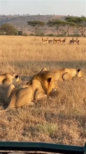 The Hunt Was Perfect... Until The Cub Did THIS 💨😂#Lion #WildlifeHumor