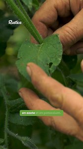 Connaissez-vous la bourrache ? Cette plante mellifère est un véritable trésor pour votre jardin et votre cuisine ! En plus d'attirer les pollinisateurs grâce à ses jolies fleurs bleues, la bourrache enrichit naturellement le sol en nutriments. 🐝 Utilisez ses feuilles et fleurs en cuisine pour ajouter une touche unique à vos salades ou infusions. 🌼 Adoptez la bourrache pour un jardin plus vivant et un sol plus fertile ! #JardinageNaturel #PlantesMellifères #CuisineVégétale | Rustica