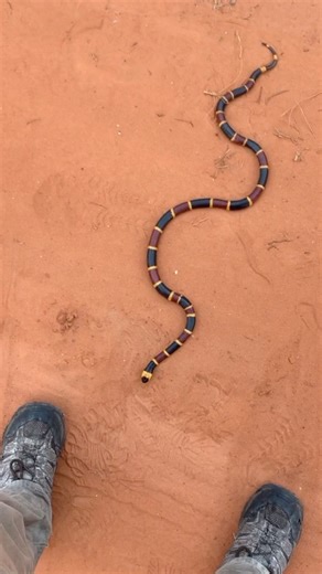 This giant coral snake is my favorite find of the year so far, and it’s gonna be hard to beat! Capturing the size of this snake on camera was really difficult, but if you haven’t already, check the link in my bio for the full video of this snake! #snakes #coralsnake #florida #herping #reptiles | Will Robertson's Wildlife