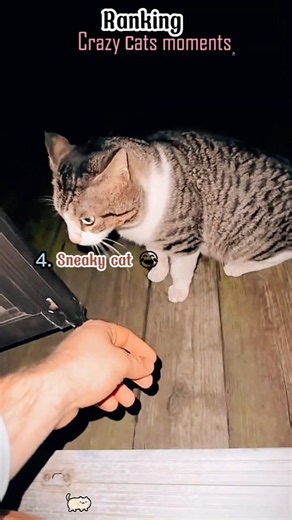 Ranking the craziest cat moments 🤯 #cat