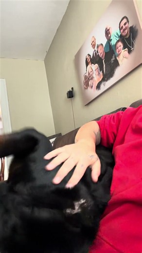 Does your dog think they’re a lapdog, no matter how big they get? #DadHeartTV #Rottweiler #DogDad