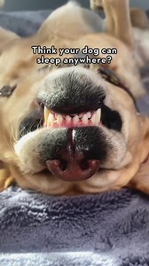 30K views · 893 reactions | What is the weirdest place your dog has fallen asleep? #dog #labrador #funnydog #doglife #dogsoffacebook #dogsofinstagram | Magnus The Therapy Dog | Facebook