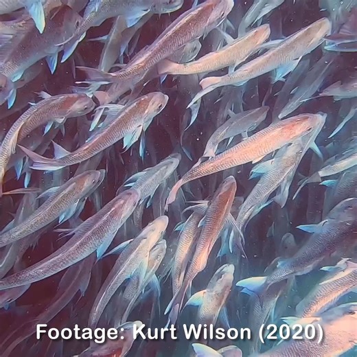 16K views · 108 reactions | Former footy legend and avid angler Glen...