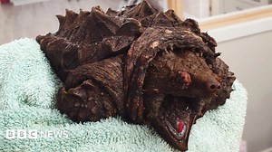 Invasive alligator snapping turtle found in Cumbria