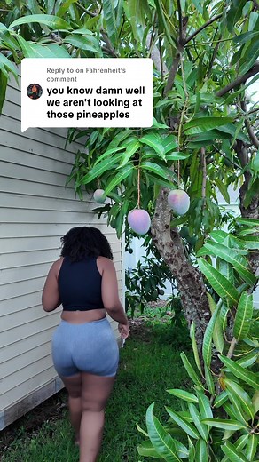 Fahrenheit Mango Gardening Tips for Fresh Fruit