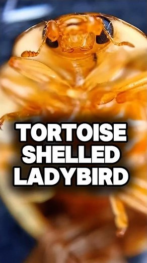 Microscopic Close-Up of the Tortoise Shell Ladybird – A Beetle with Clear Shield #ladybird #beetle