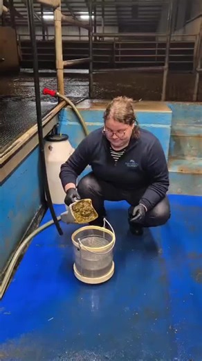 Understanding Feed Efficiency for Livestock Performance