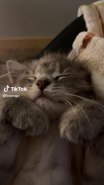 meow on TikTok
