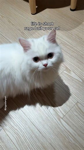 Sharing the bed with your clingy cat: hilarious and cute