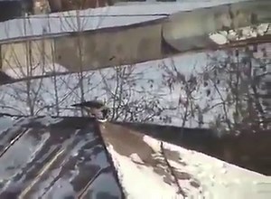 This crow snowboarding on the roof of a building using a jar lid | Ghibli Community