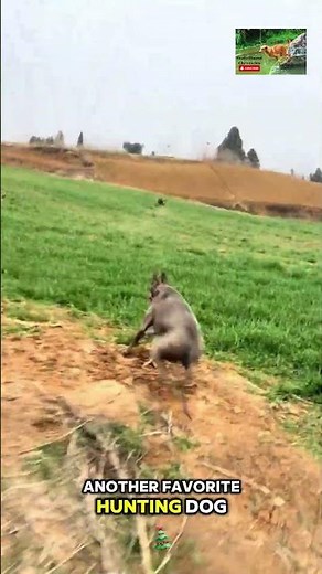 Beagle Hunting Instincts in Action! 🐾 #HuntingDogs