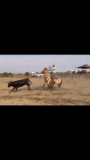 127K views · 1.8K reactions | Colt Staples said He’d take this horse and continue roping on her so she didn’t sit while I’m gone and man he’s brought her along real nice. | Uriah Berg | Facebook