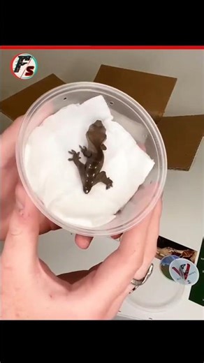 Why Lizards Drop Their Tail?! 😱#AmazingFacts #shorts