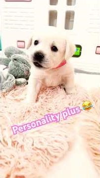 Blue 💙 green 💚 pink 🩷 rose 🌹 female white Lab puppies