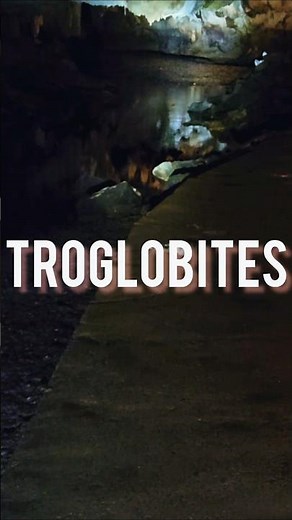Troglobites: Life Built for the Dark 🌑 #BristolCaverns #Science #Speleology #Nature #YouTubeShorts