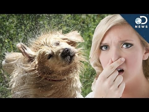 Why Do Wet Dogs Smell So Bad?
