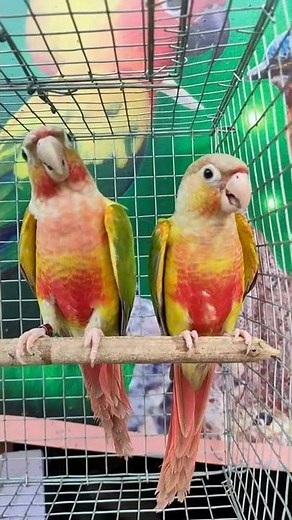 Pineapple Conure Voice / Real Sound/ Satisfying Reels 📽️ #viral #shorts #status #trending #reels