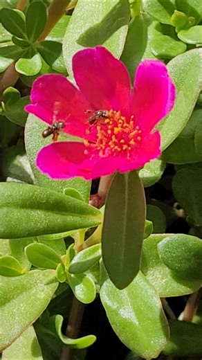 Native Bees great pollinators Port Stephens Australia