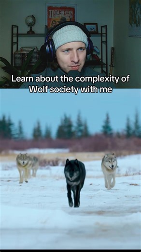 I can always spot an Alpha… #fyp #reaction #animals #wolves | wolves