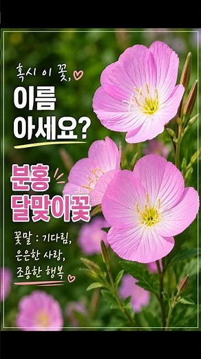 🌸 길가에서 만난 분홍 달맞이꽃, 꽃말이 정말 아름답습니다. #꽃설명 #꽃구경 #지식