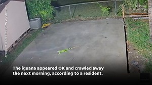 But seriously, do massive lizards really just fall out of the trees in South Florida when it gets cold? Yes, and you can watch it happen in a video taken by Avrohom Eliezer Friedman in North Miami Beach on Wednesday, Jan. 22, when a freak winter storm drove temps down across the Sunshine State. A bright green iguana can be seen plummeting from a tree to land on a backyard concrete slab and lie there, stunned. Click 🔗 below for more. | Florida Today