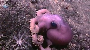 2K views · 49 reactions | As you travel into complete darkness 1,000 meters below the surface of the ocean, strange life forms start to emerge. Journey into this unusual place known as “the deep ocean”. Is anyone out there? Find out during our creep into the deep Halloween webinar, live October 30 @ 4pm EDT. Register now - https://oceantoday.noaa.gov/deeperdive/webinars/webinar9-creepintodeep.html | NOAA Ocean Today | Facebook